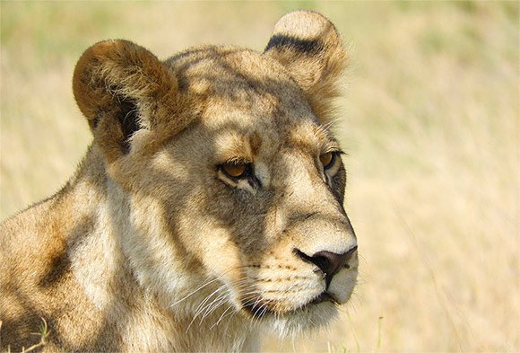 nikon_coolpix_compact_camera_b700_high_m