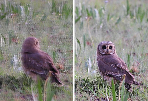 nikon_coolpix_compact_camera_b700_vibrat