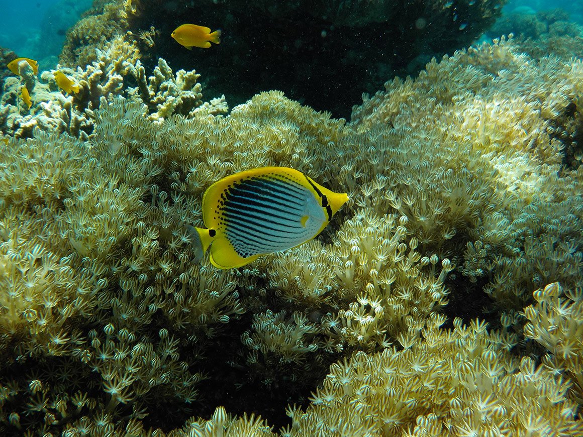 nikon_coolpix_compact_camera_w100_durabi